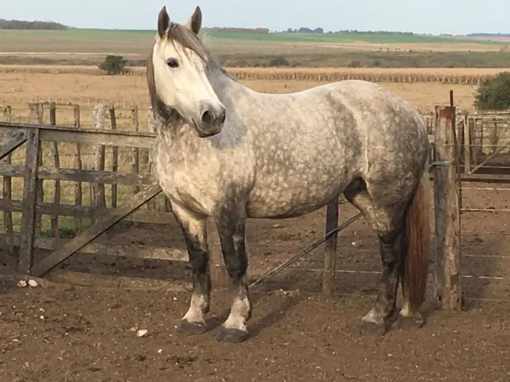 Entre la oferta se destacan 20 Percherones de pedigrí