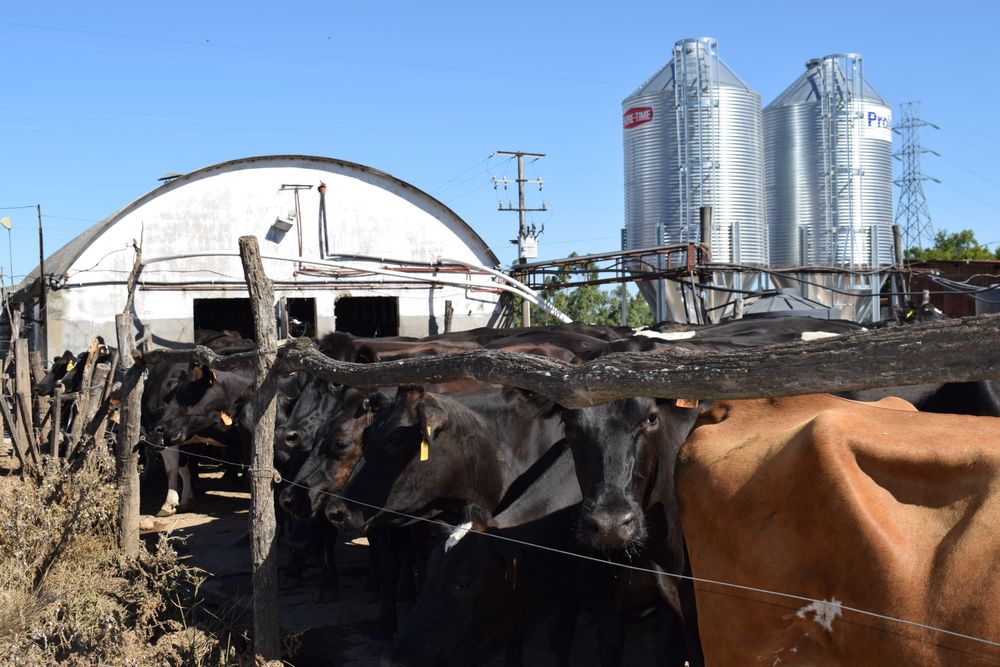 Productores de leche: buenas realidades al inicio de 2026, pero también hay de las otras.