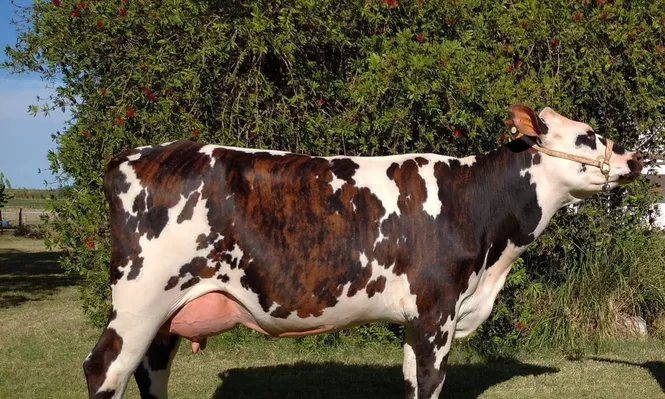 La vaca Esperanza Iluminada.