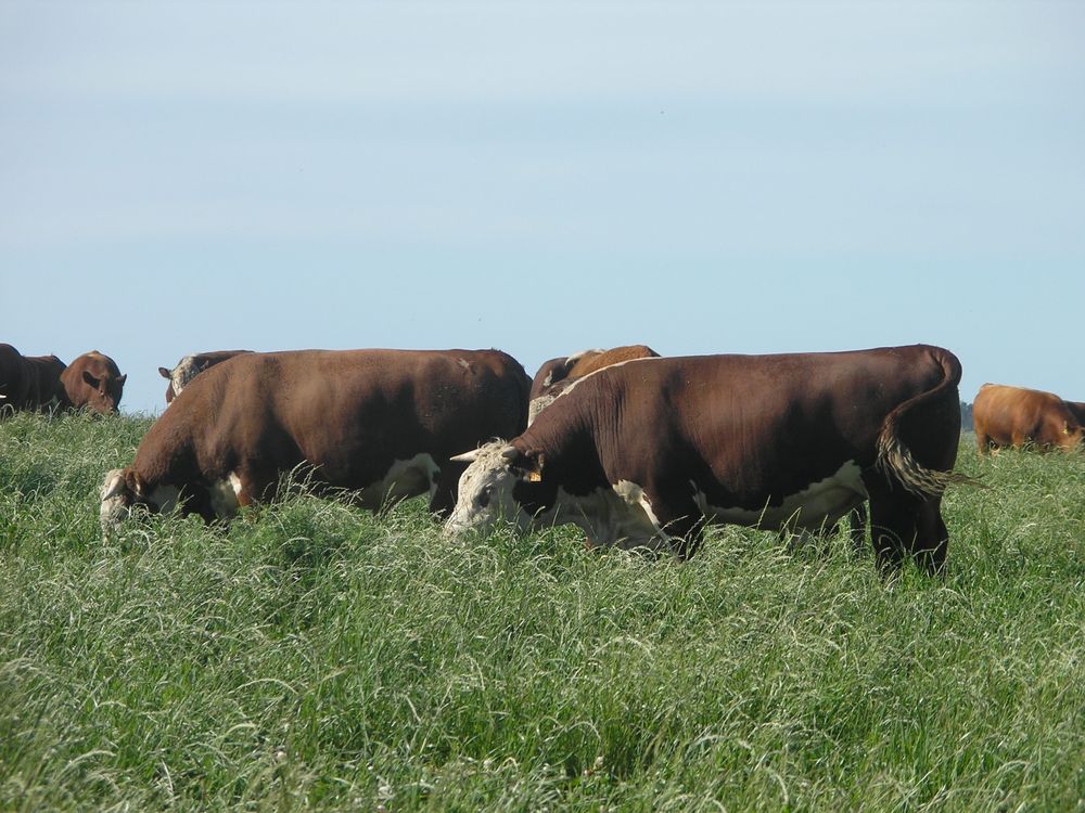 INIA y Marfrig: responsables del proyecto “Diferenciación de productos a través del agregado de valor ambiental a la producción ganadera”.