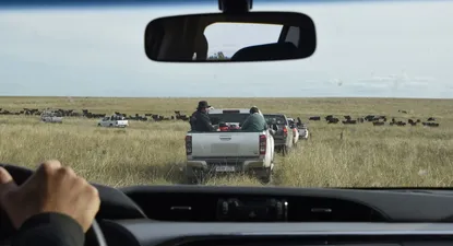 En la Gira Angus la raza mostró su mansedumbre y funcionalidad.
