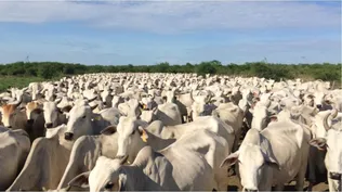 ¿Por qué es negocio comprar campo en Bolivia e inmuebles en Paraguay?