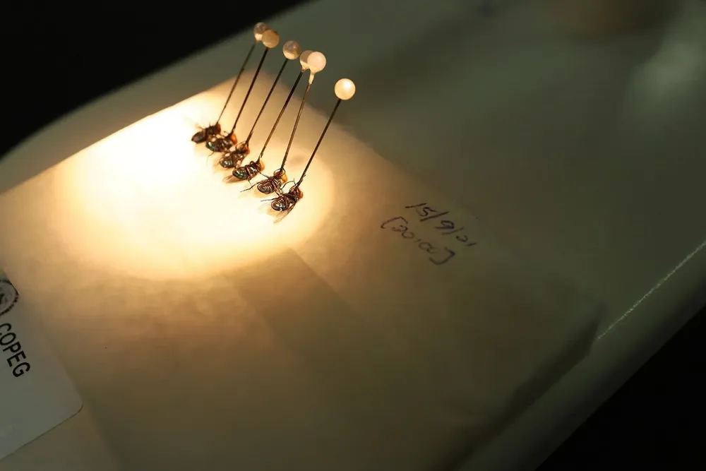 Combate a la bichera.