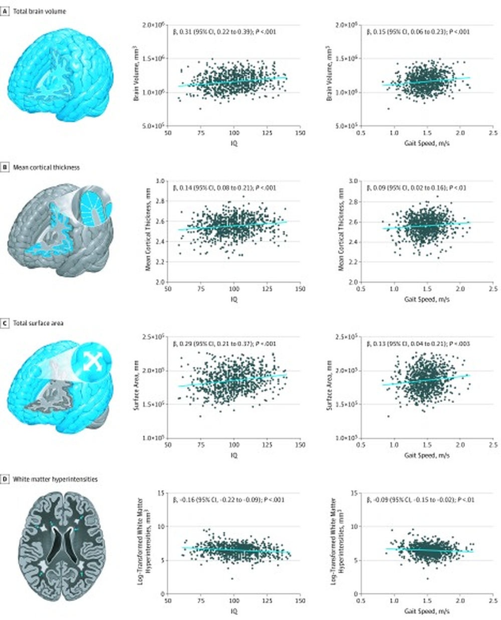 Relaciones entre la estructura cerebral, el coeficiente intelectual y la velocidad de la marcha a los 45 a&ntilde;os.
