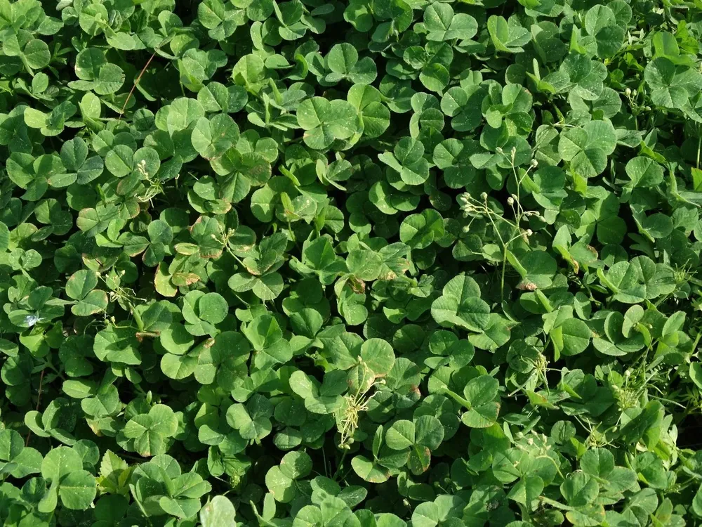 Tréboles en pradera para uso ganadero.
