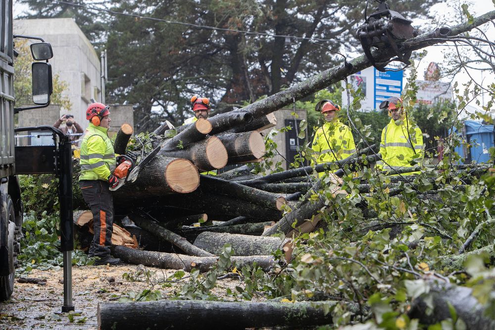 Árboles caídos en el Parque del Castro de Vigo por el paso del antigüo huracán Kirk. EFE