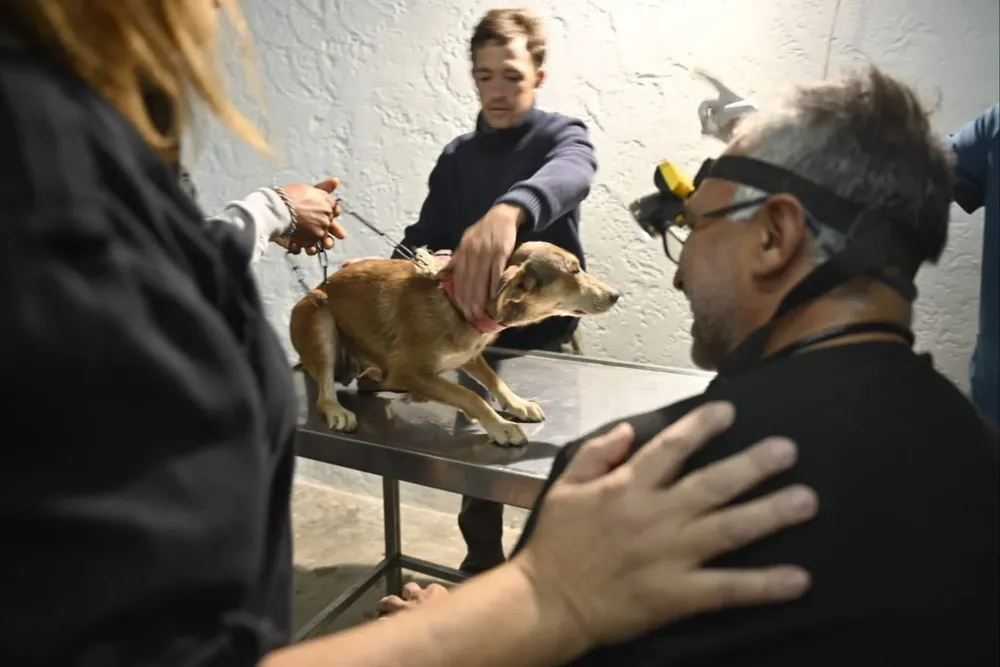 Se estima que en todo el país hay 2 millones de perros