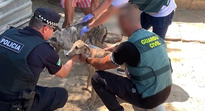 La Guardia Civil con los galgos luego de ser rescatados.