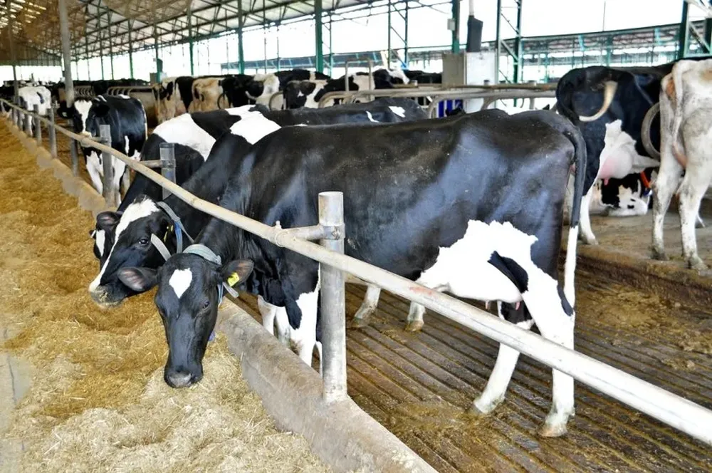 Con recursos de deuda externa se podría hacer frente a la deuda de lecheros por más de US$ 300 millones