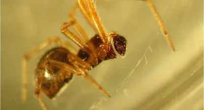 El Observador | 0000361277.webp