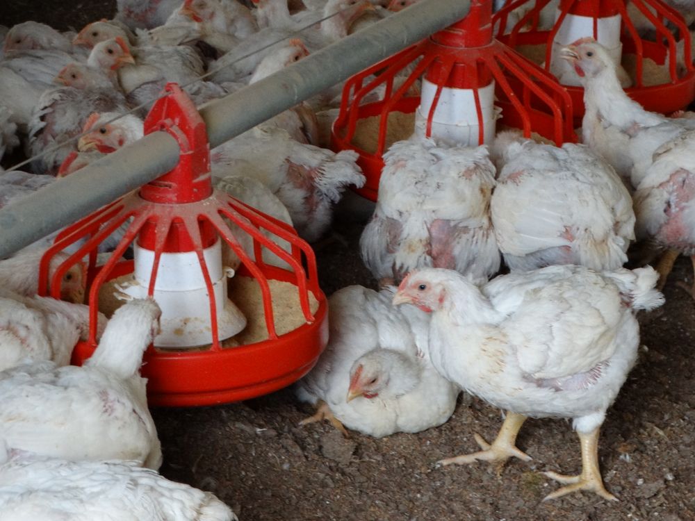 MGAP pidió no bajar la guardia en las medidas de bioseguridad en las granjas avícolas para evitar la llegada de la gripe aviar al sector comercial.