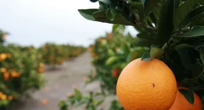 Sindicato bloquea exportación de frutas a Europa y Estados Unidos