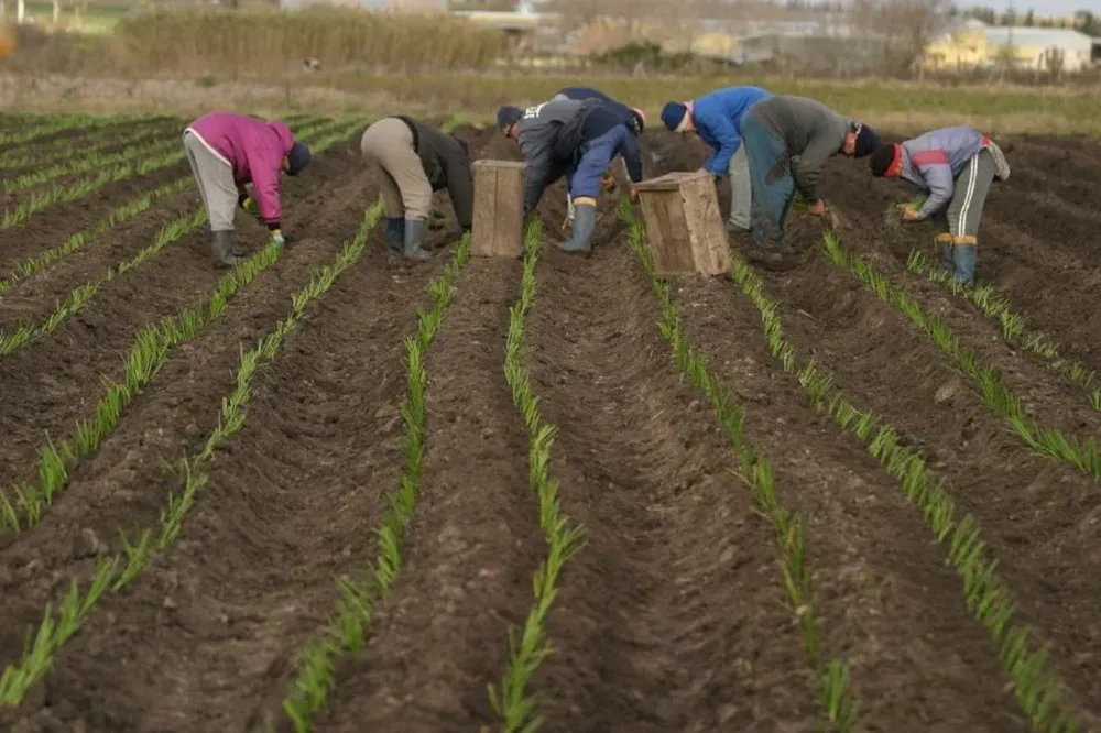 No se prevén riesgos en el abastecimiento de productos hortícolas al mercado