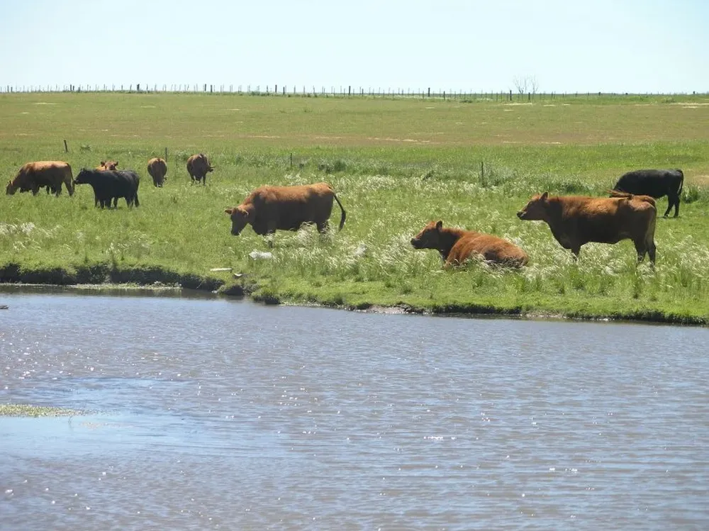 Campo natural, paisaje característico en Uruguay.