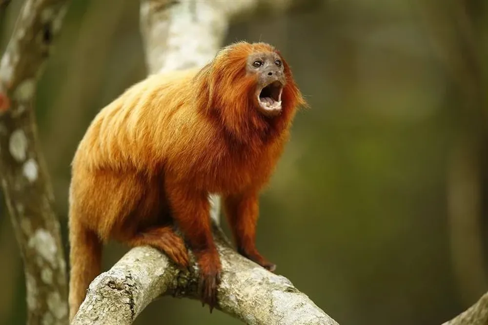 Uno de los monos dorados que habitan en la reserva ambiental de la Asociación Mico León Dorado