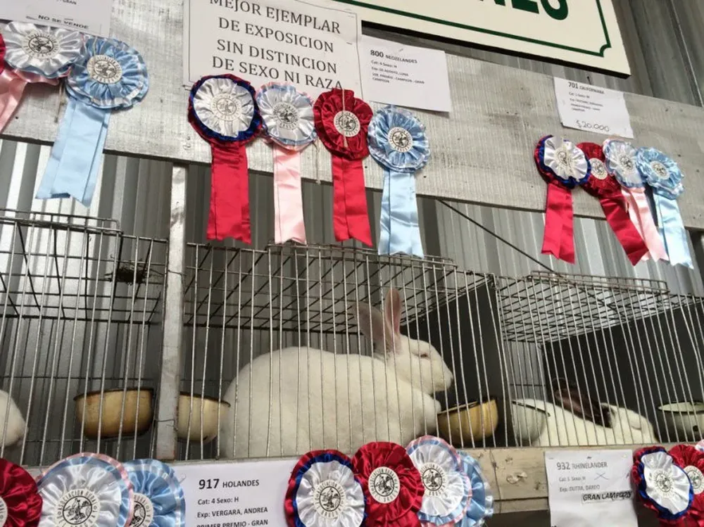 El conejo de la cabaña Luna de Agosto en la zona de los mejores ejemplares de la muestra.