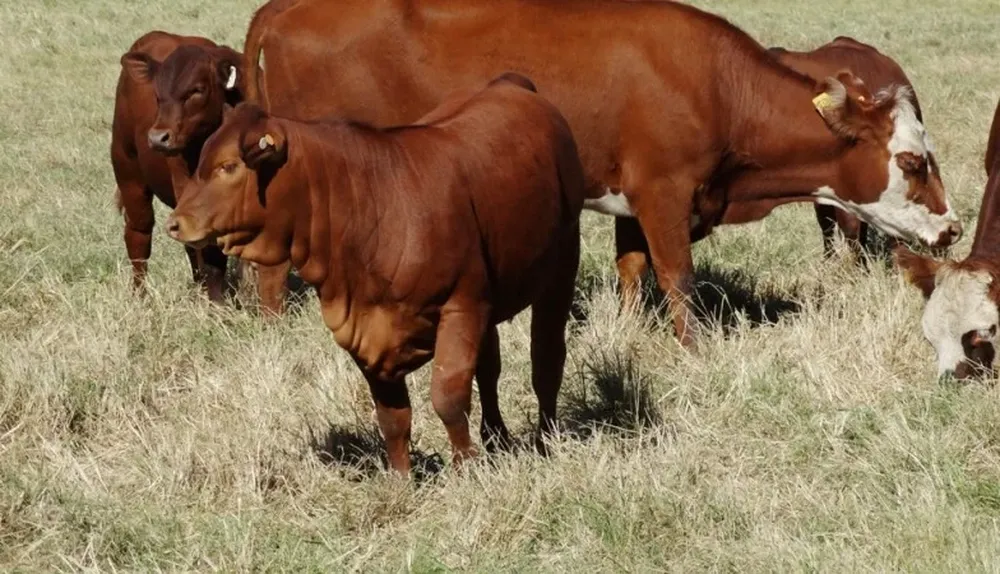 Terneros Senepol puros al pie de vacas receptoras Hereford