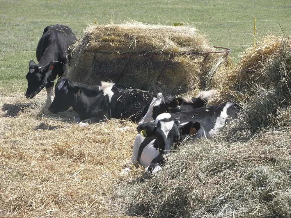 Ganado de la raza Holando.