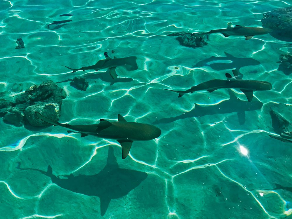 En Alicante, las playas de Arenales del Sol y Tabarca han registrado avistamientos de tiburones.  