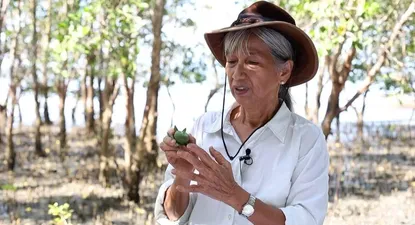 Los bosques fantasma que utilizan gobiernos de todo el mundo para aparentar ser verde