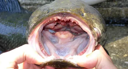 El pez cabeza de serpiente no solo devora peces y crustáceos, sino que puede hacer migraciones cortas por tierra.