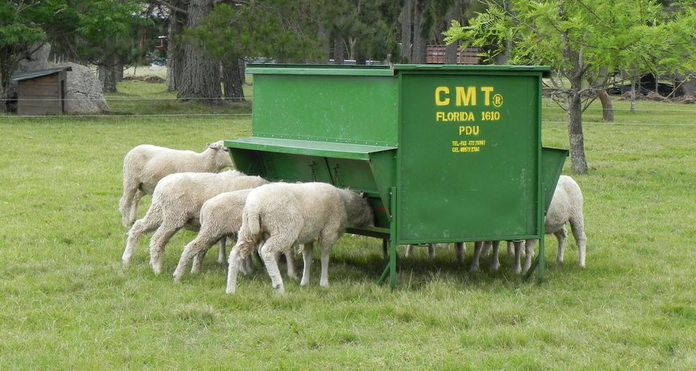 Rubro ovino: comedero demostrativo en instalaciones del SUL.