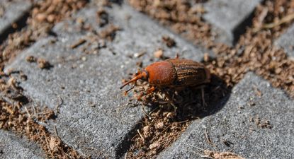 El Observador | 20250618 Picudo rojo