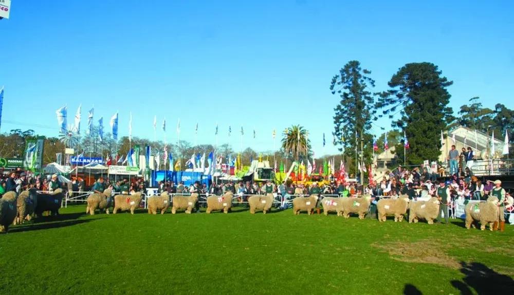 Los ovinos mostrarán lo mejor de la genética