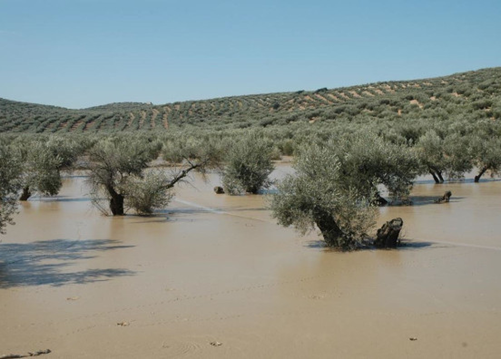 Una plantación de olivos, completamente inundada.