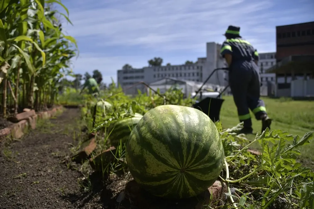 Huerta en la cárcel de mujeres Unidad Nº 5 de Montevideo