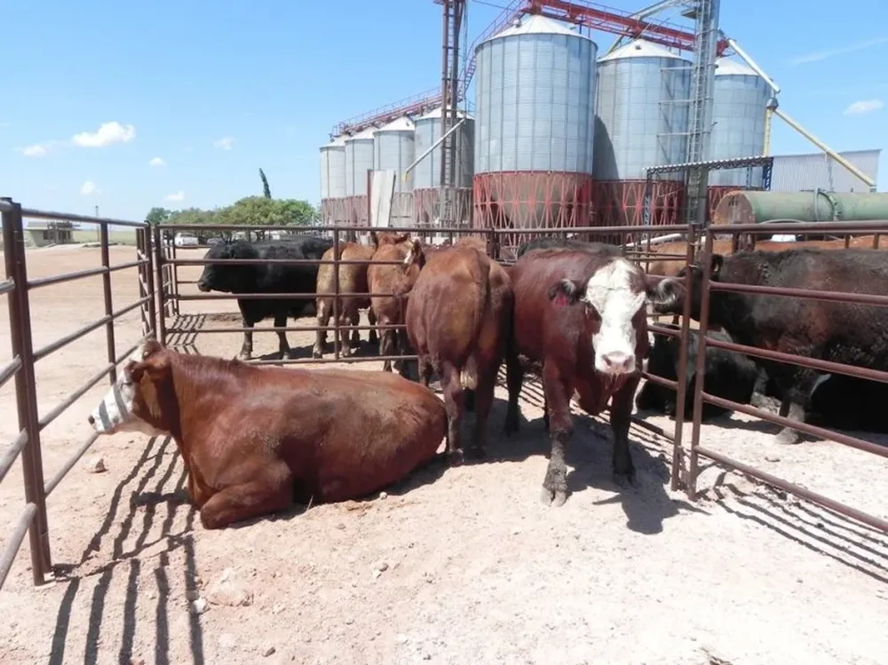 El mercado de futuro de novillos funciona en otras partes del mundo, dijo Pablo Zerbino