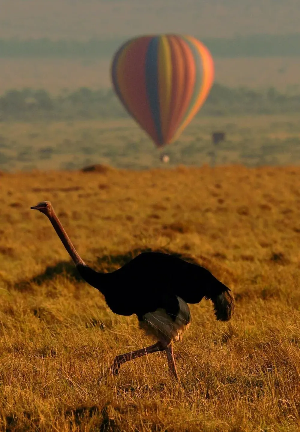 Un avestruz camina delante de un globo aerostático que transportaba turistas durante la migración de ñus anual.