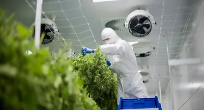 Empresa uruguaya realizó la primera exportación de cannabis medicinal de América Latina