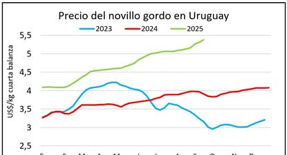 Novillos: se acumulan varias semanas con el precio muy favorable para el productor ganadero.