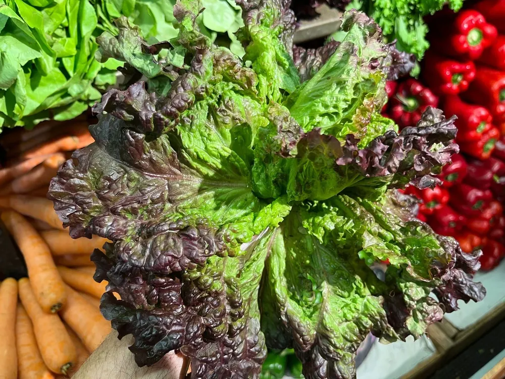 Lechuga de la variedad crespa.