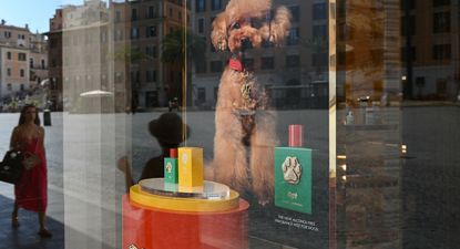El perfume canino de Dolce & Gabanna