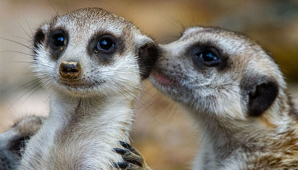 Los suricatos y los humanos, entre las especies más practican la monogamia.