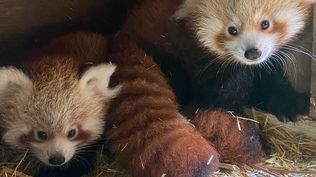 Los nuevos pandas rojos en el Zoo de Madrid.