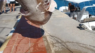 El tiburón cañabota hallado en Altea, Alicante.