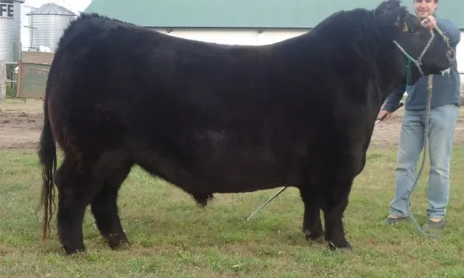 Toro Aberden Angus Senior que expondrá Frigorífico Modelo S.A en Palermo, junto a cuatro cabañas argentinas