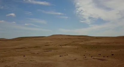 ecos de la sequia: falta forraje, ganado sentido y ya hubo algunas muertes de animales