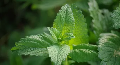 El Observador | 1713354320720.webp