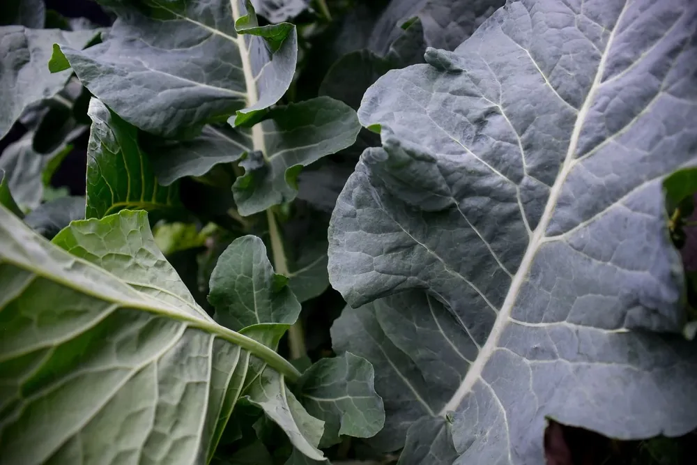 Uruguay tiene un plan. Opinión, por Eduardo Blasina 