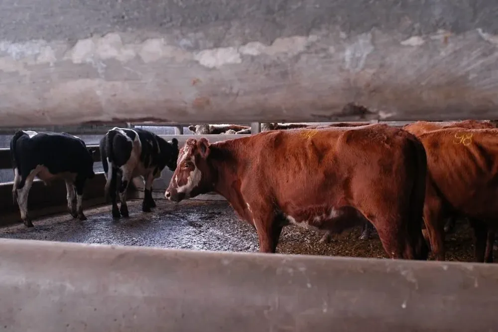 Buena faena de vacunos en los dos primeros meses de 2017