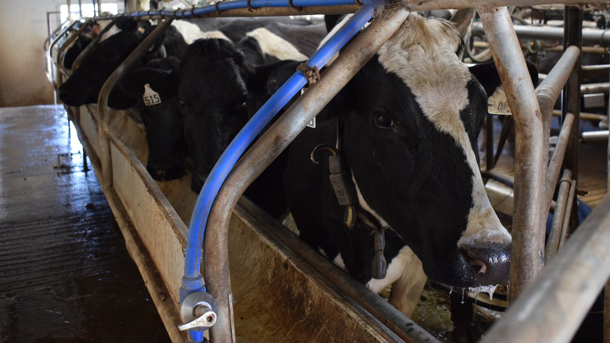 Inale informó que mejoraron los indicadores de la remisión de leche desde los tambos