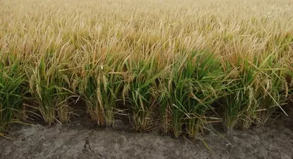 El Observador | 0022052973.webp