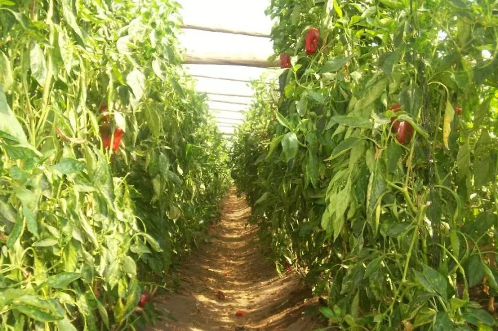 El morrón sigue siendo la hortaliza de mayor precio