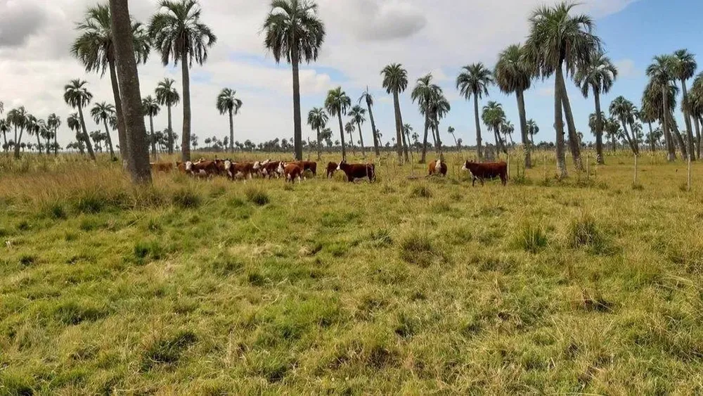 El bono ligado a objetivos ecológicos lanzado en octubre del años pasado marca un hito histórico para Uruguay