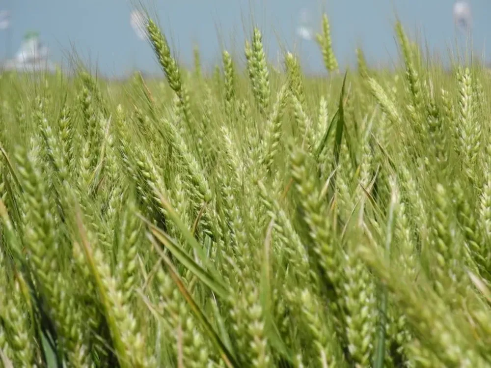 El tiempo adverso provocará una merma en la producción triguera regional