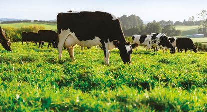 Lácteos: buen momento de precios, clima y otros factores en Uruguay, pero una luz amarilla se encendió en los mercados internacionales.